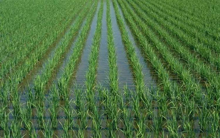 NPK 25-10-18 Special fertilizer for rice