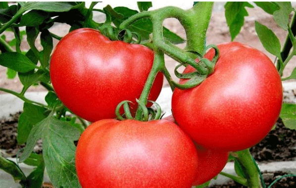 Best NPK fertilizer for tomatoes