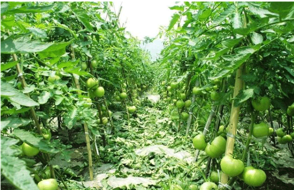 Best NPK fertilizer for tomatoes