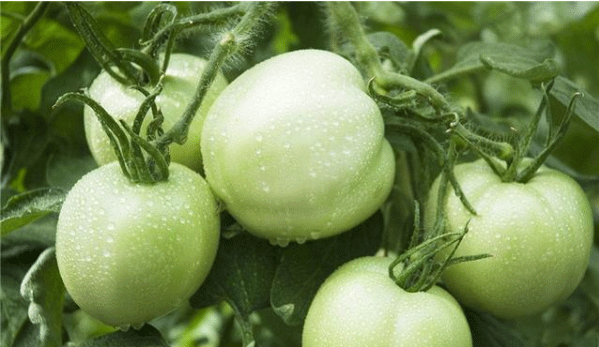 Best NPK fertilizer for tomatoes
