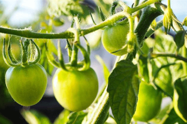 Best NPK fertilizer for tomatoes