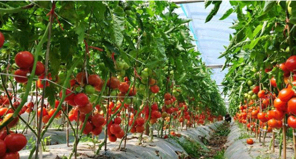 Best NPK fertilizer for tomatoes