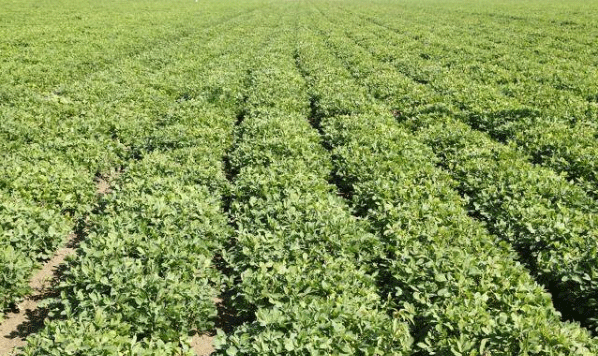 Best NPK fertilizer for peanut