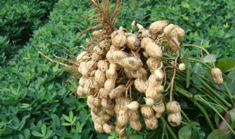 Best NPK fertilizer for peanut