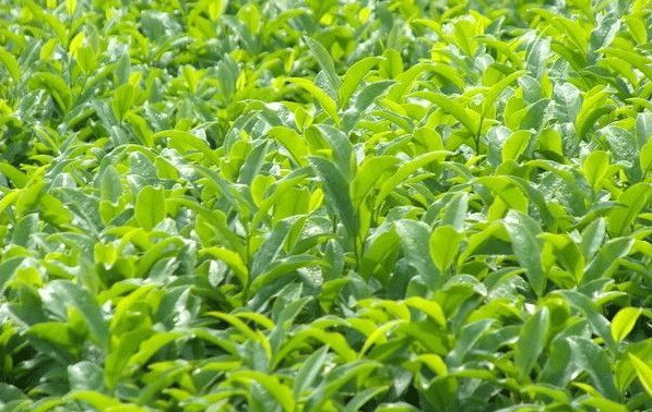 Best NPK fertilizer for tea tree