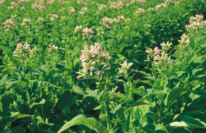 Best NPK fertilizer for tobacco leaf