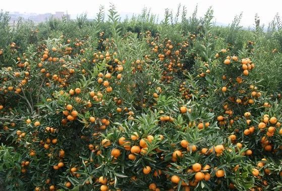 Best NPK fertilizer for Tangerine