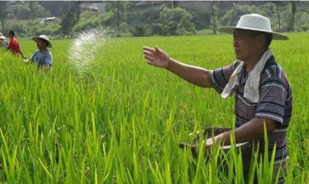 Best NPK fertilizer for Rice