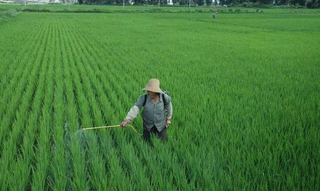 Best NPK fertilizer for Rice
