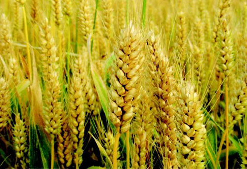 Best NPK fertilizer for Wheat