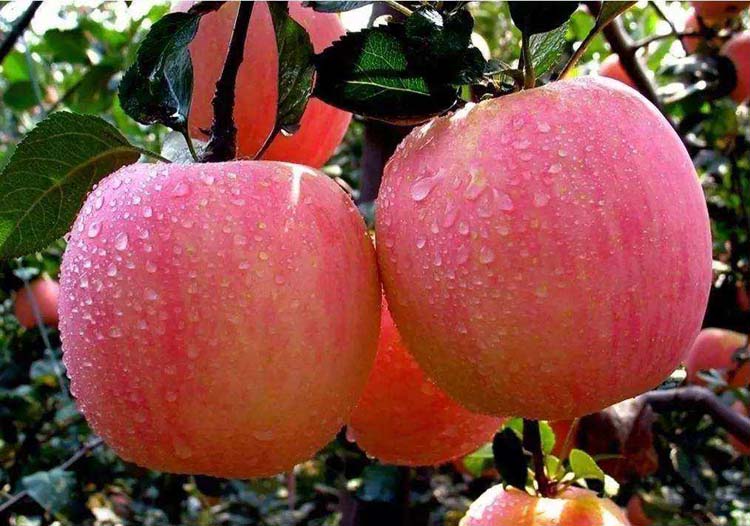 Best NPK fertilizer for Apple tree