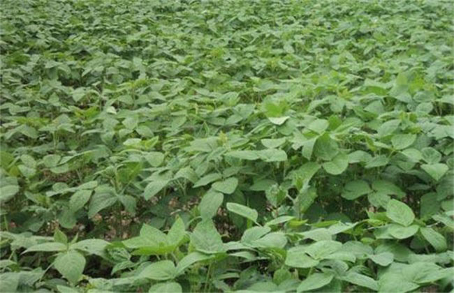 Best NPK fertilizer for Soybean