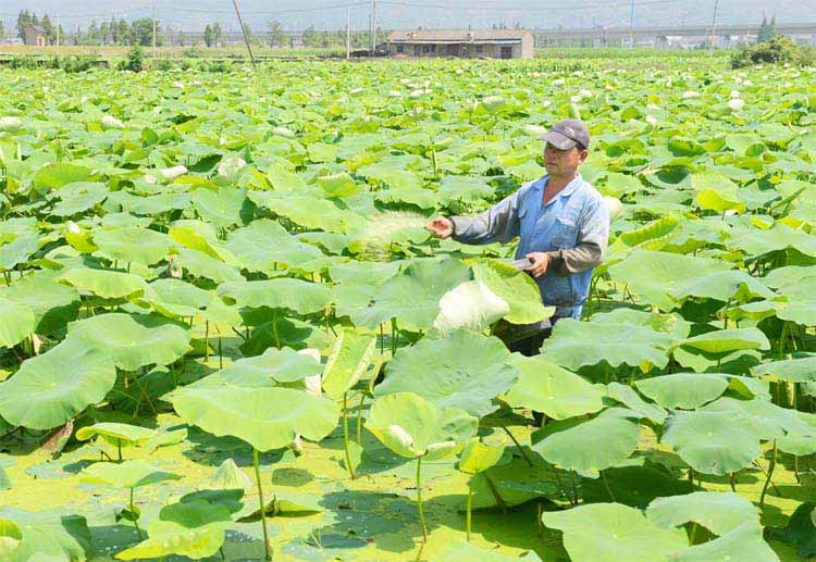 Best NPK fertilizer for Lotus root