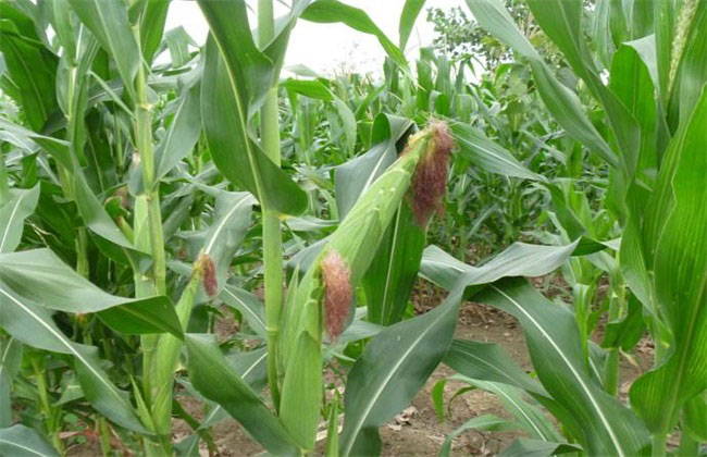 Best NPK fertilizer for maize(corn)
