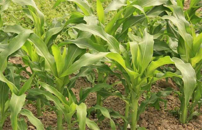 Best NPK fertilizer for maize(corn)