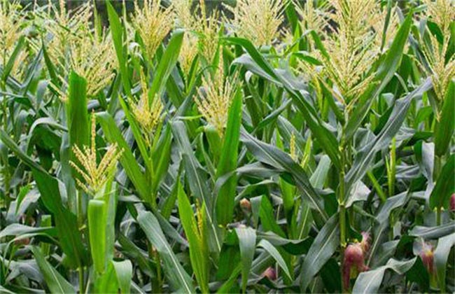 Best NPK fertilizer for maize(corn)