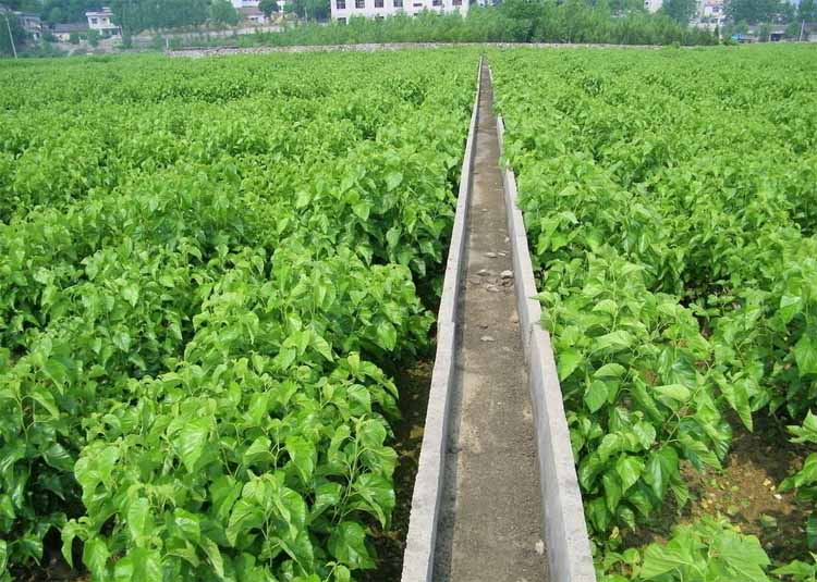 Best NPK fertilizer for Mulberry