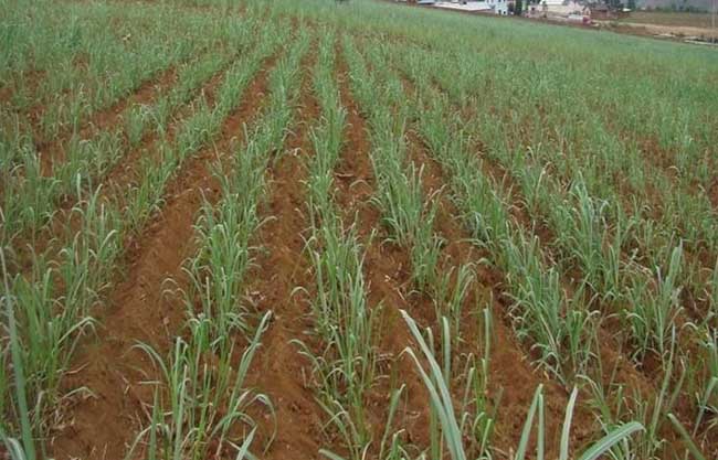 Best NPK fertilizer for sugar cane
