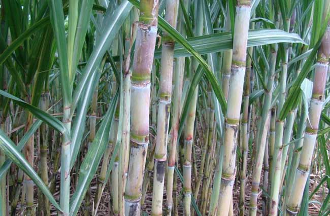 Best NPK fertilizer for sugar cane