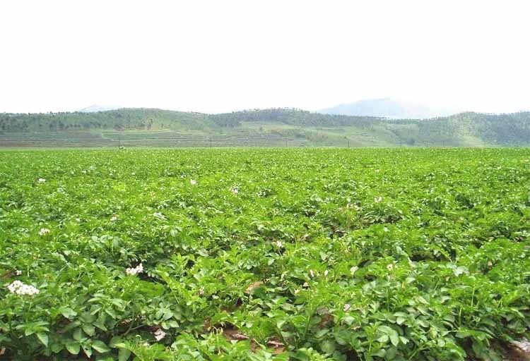 Best NPK fertilizer for potato