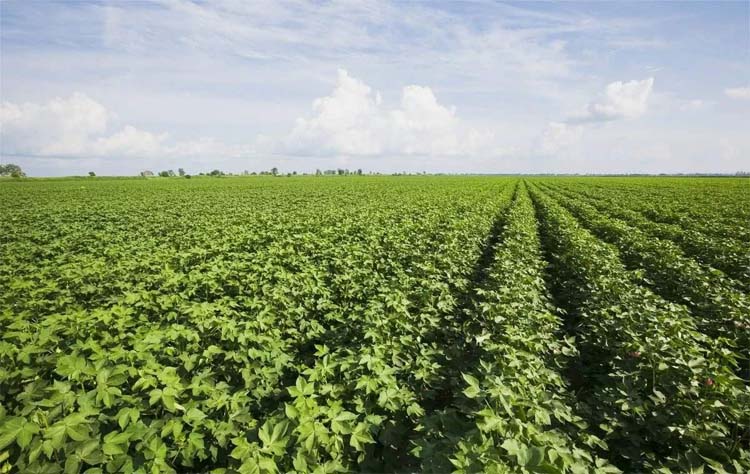 Best NPK fertilizer for cotton