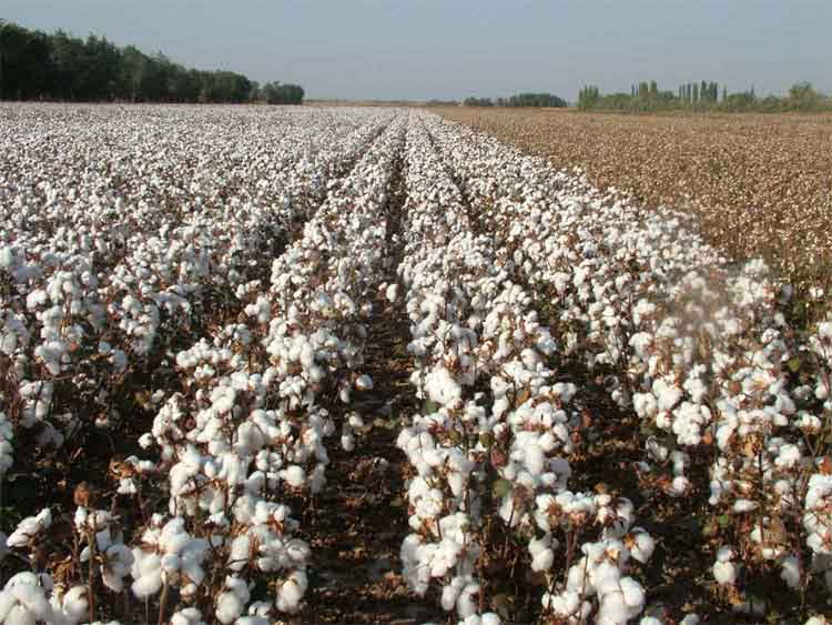 Best NPK fertilizer for cotton