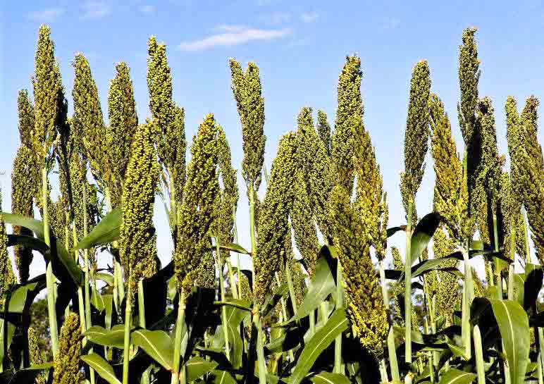 Best NPK fertilizer for Sorghum