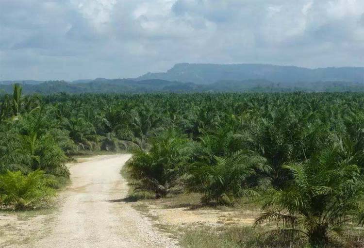 Best NPK fertilizer for Oil palm