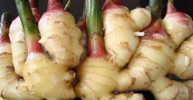 Best NPK fertilizer for ginger