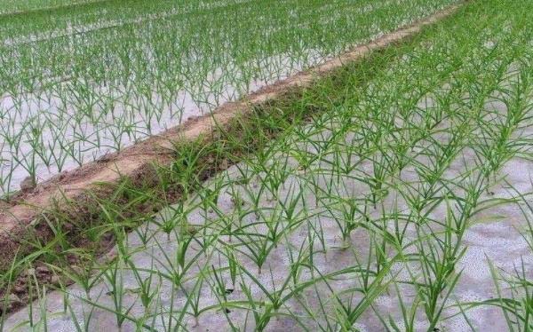 Best NPK fertilizer for garlic