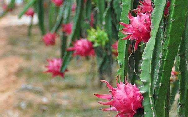 Best NPK fertilizer for pitaya