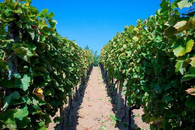 Best NPK fertilizer for Grape