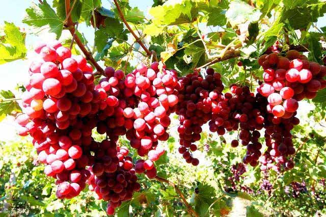 Best NPK fertilizer for Grape