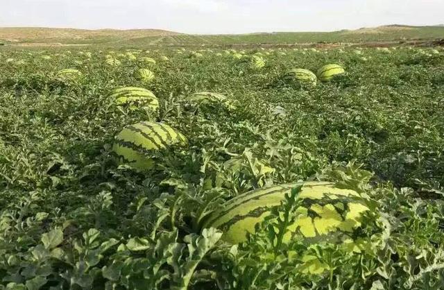 Best NPK fertilizer for watermelon