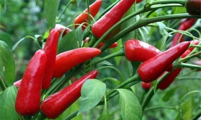 Best NPK fertilizer for Pepper