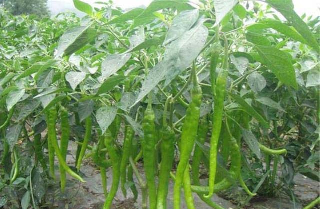 Best NPK fertilizer for Pepper