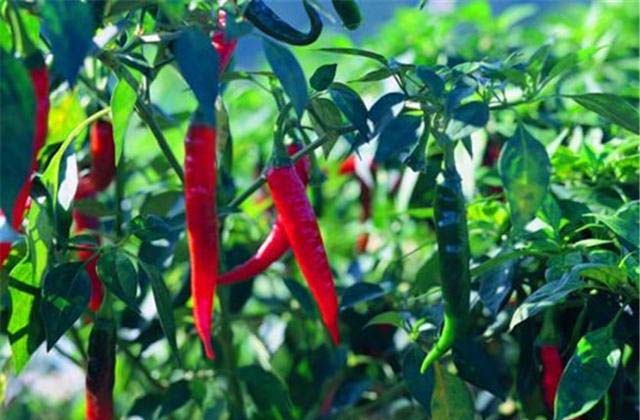 Best NPK fertilizer for Pepper