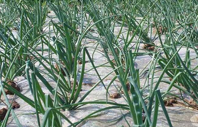 Best NPK fertilizer for onion