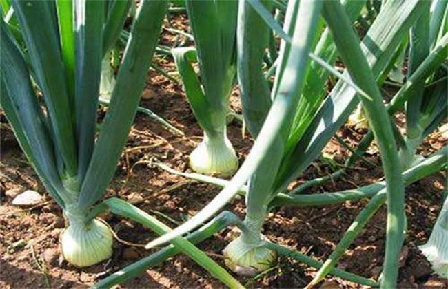 Best NPK fertilizer for onion