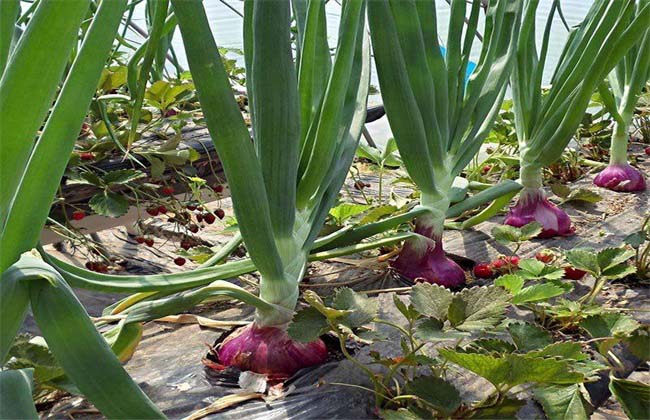 Best NPK fertilizer for onion