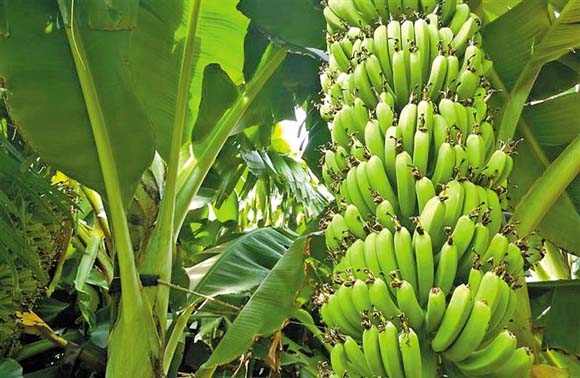 Best NPK fertilizer for Banana