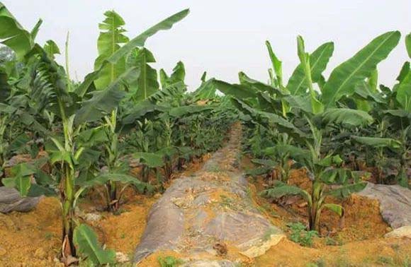 Best NPK fertilizer for Banana