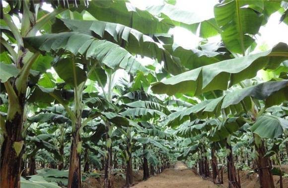 Best NPK fertilizer for Banana