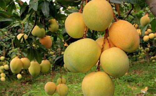 Best NPK fertilizer for Mango