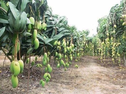 Best NPK fertilizer for Mango