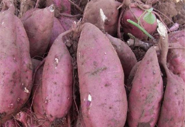 Best NPK fertilizer for sweet potato
