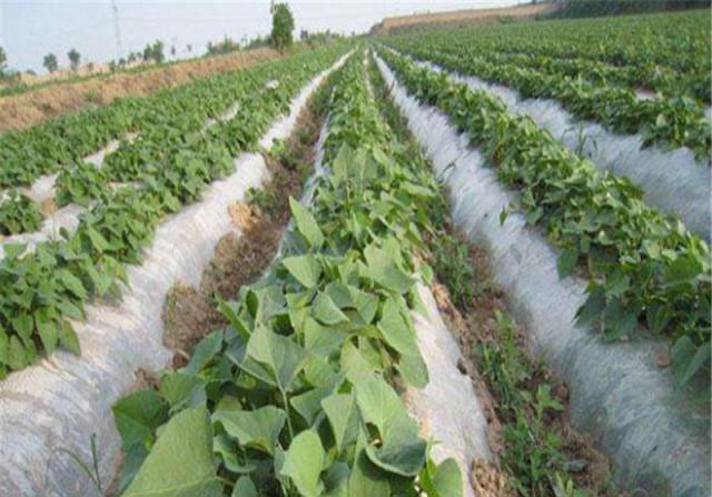 Best NPK fertilizer for sweet potato