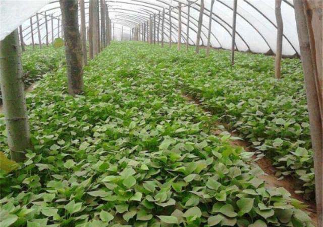 Best NPK fertilizer for sweet potato