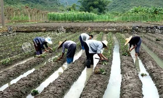 Best NPK fertilizer for strawberry