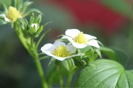 Best NPK fertilizer for strawberry